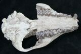Oreodont (Merycoidodon gracilis) Partial Skull #8852-3